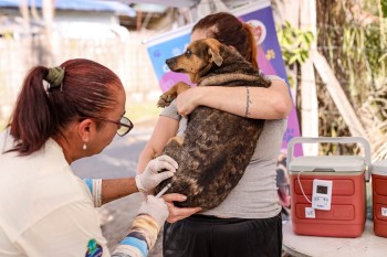 Guararema aplica vacina antirrábica em dois bairros nesta sexta-feira (12)