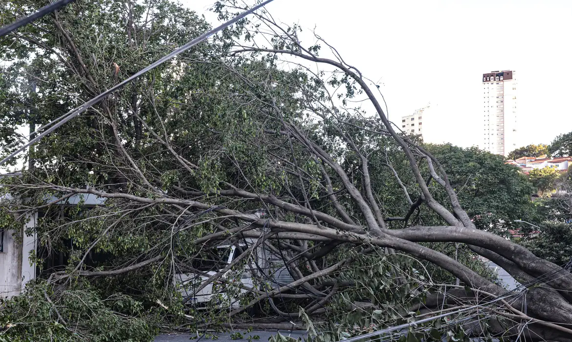 Defesa Civil de SP recebe 514 chamados por quedas de árvores