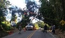 Serviços Urbanos faz 45 remoções de galhos e árvores nos últimos 3 dias