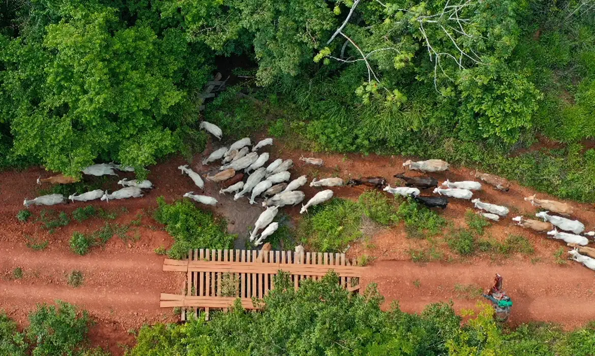 Ibama diz que vaqueiro foi alvo de emboscada na TI Apyterewa