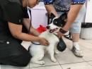 Meio Ambiente realiza último mutirão de castração do ano com 158 cães e gatos atendidos