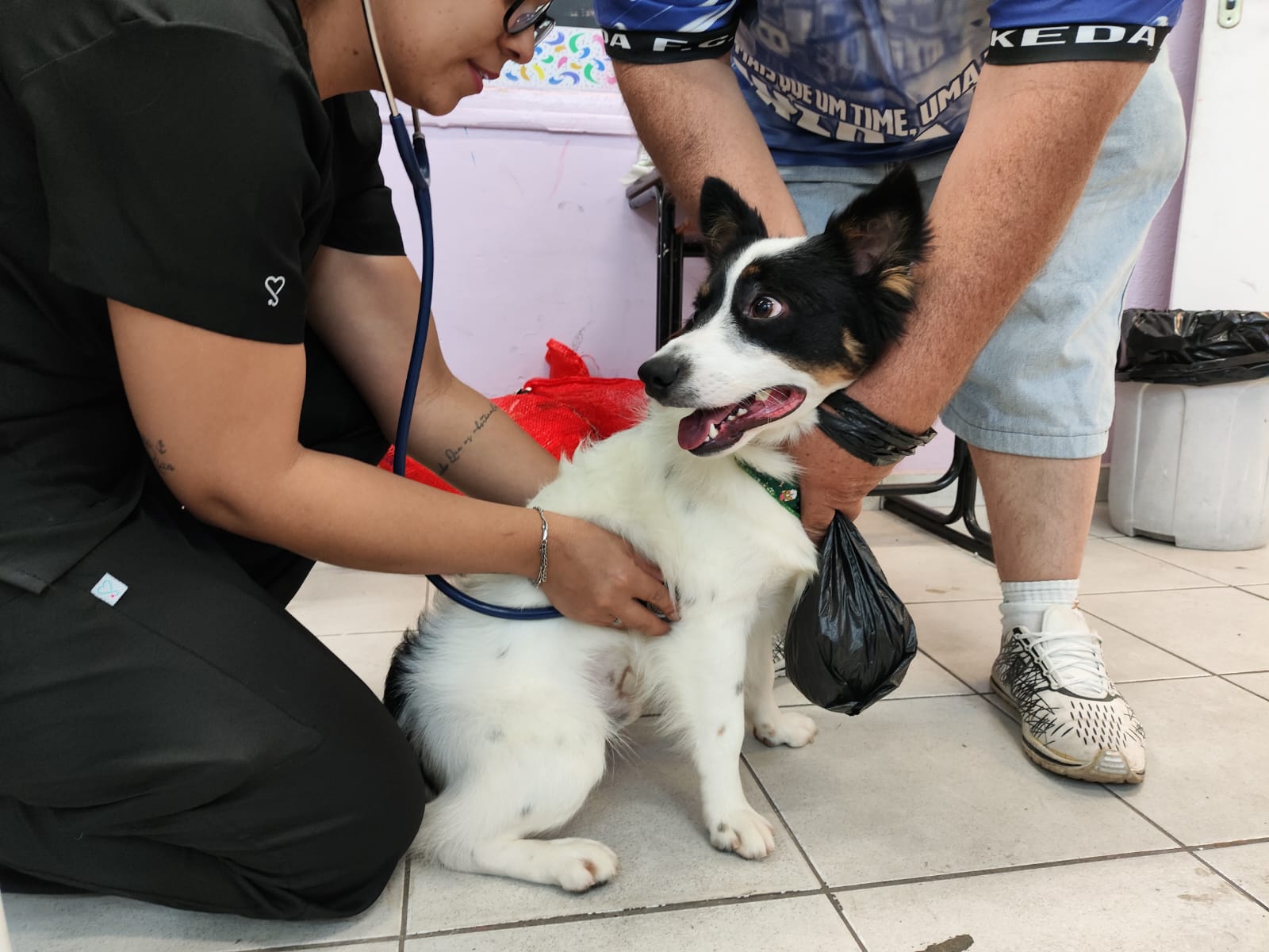 Meio Ambiente realiza último mutirão de castração do ano com 158 cães e gatos atendidos