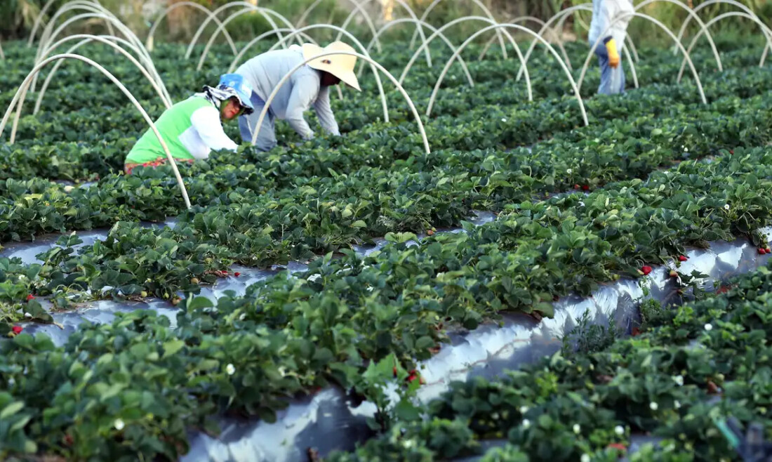 Finep anuncia parceria de R$ 74,9 milhões para a agricultura familiar