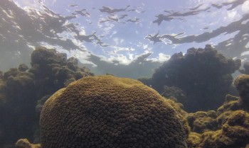 El Niño afeta ecossistema marinho no Oceano Atlântico, diz estudo