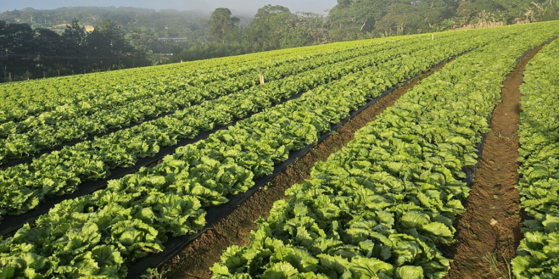 Condemat+ e IAS abrem inscrições gratuitas para capacitar agricultores 