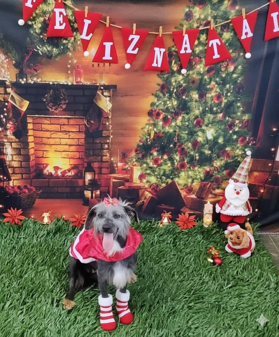 Itaquá tem 75 animais disponíveis para adoção