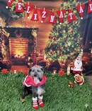 Itaquá tem 75 animais disponíveis para adoção