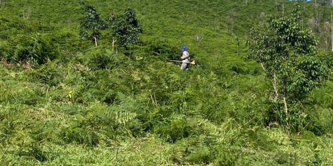 DAEE planta mais de 14 mil árvores em parque estadual