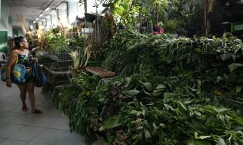 Erveiras se atualizam para atender a novas tradições de religiões afro