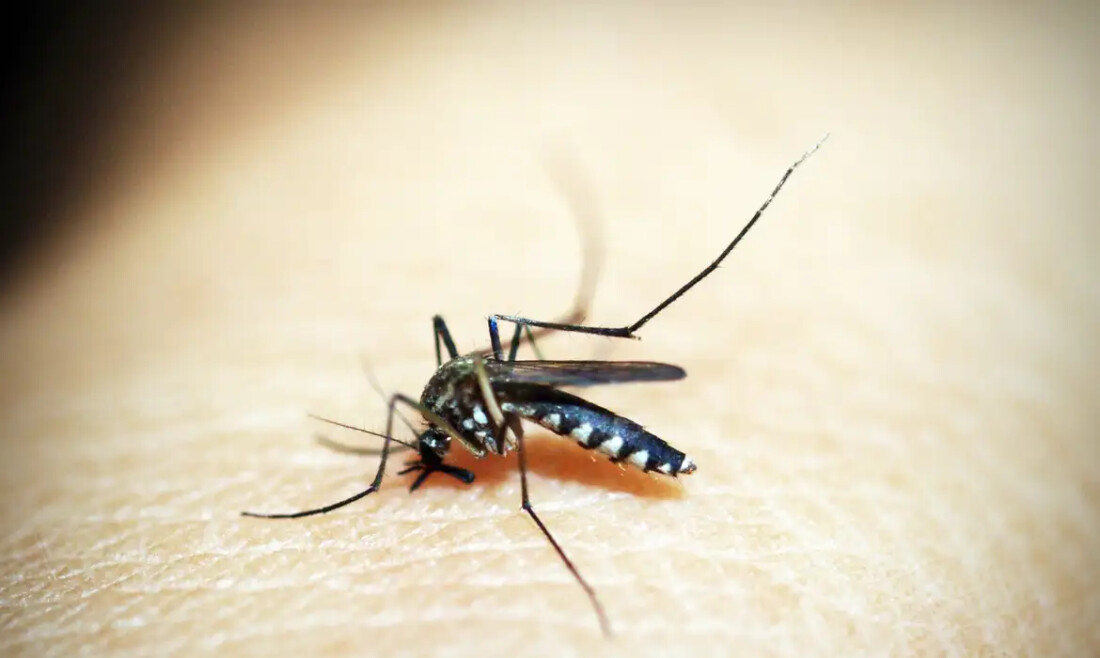 Brasileiros publicam maior estudo já feito sobre sequelas do zika