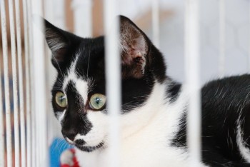 Meio Ambiente realiza neste domingo a primeira edição do ‘Baby, me Leva!’ de 2026