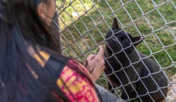 Meio Ambiente abre inscrições para o Passeio do Bem, com animais abrigados no Nubea