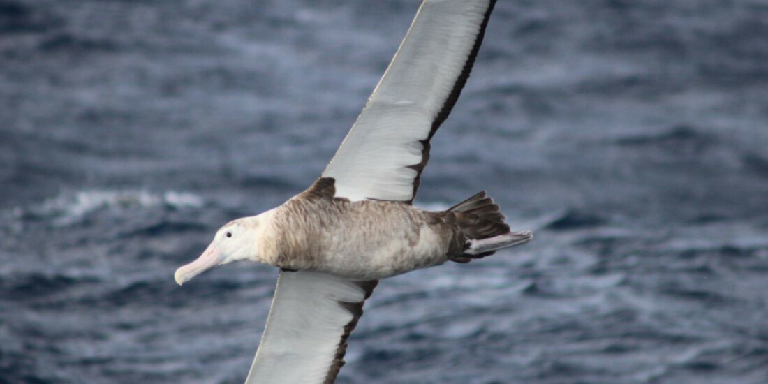 Ministérios articulam cooperação para combate à gripe aviária