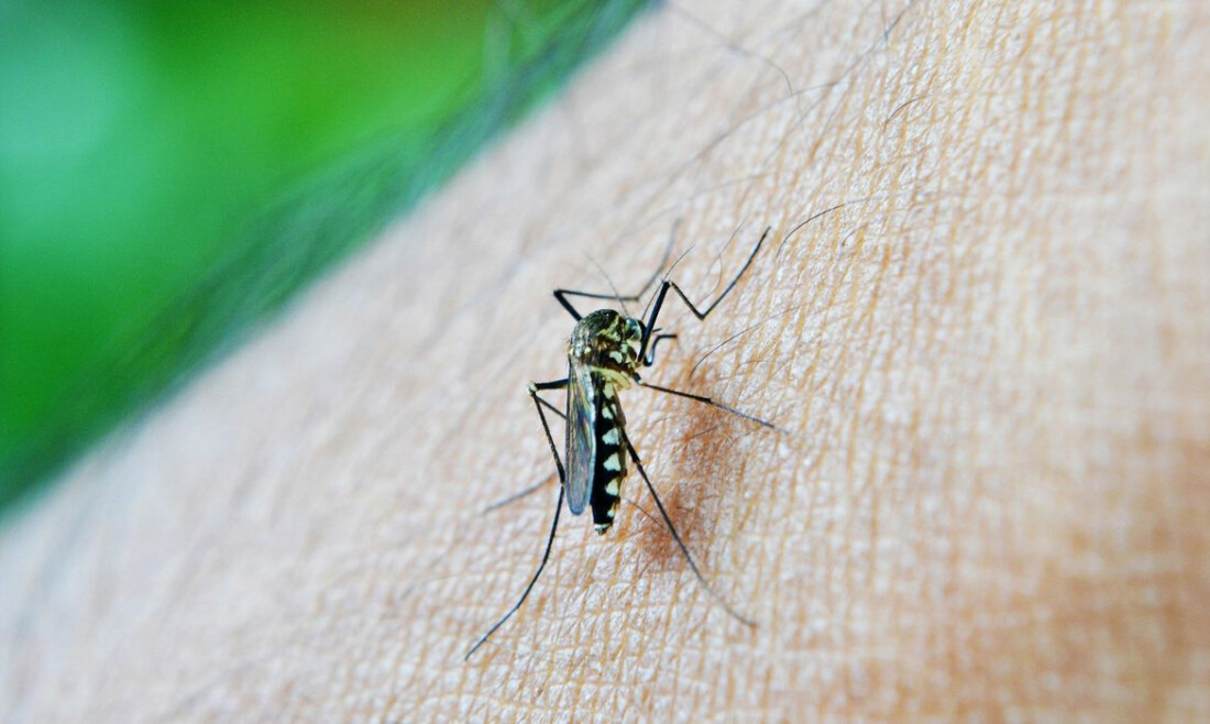 Estado de São Paulo confirma primeira morte por dengue em 2026