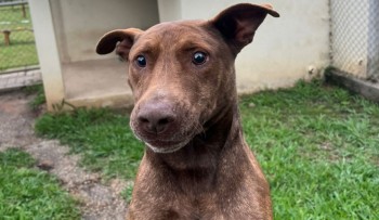 Núcleo de Bem-Estar Animal (Nubea) tem 100 animais disponíveis para adoção