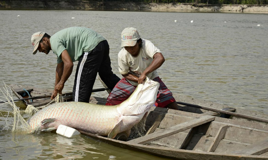 Pesquisa inédita com genoma protege espécies de peixes da Amazônia