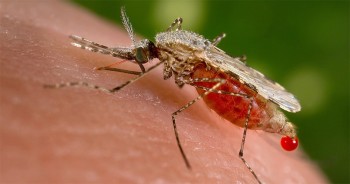 Alto Tietê registra 2,5 mil casos confirmados de dengue em 2025