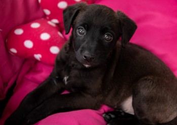Meio Ambiente e Bem-Estar Animal de Itaquá promove feira de adoção 
