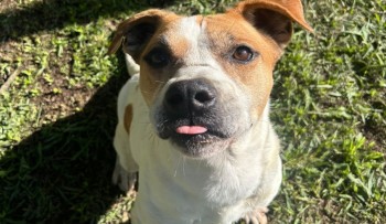 Núcleo de Bem-Estar Animal (Nubea) divulga mais pets disponíveis para adoção