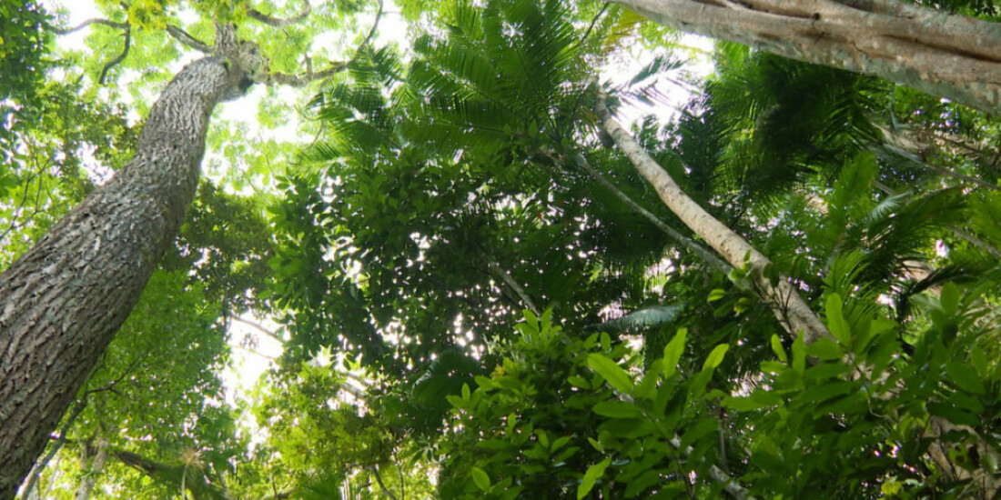 Iniciativas da sociedade civil ajudam a preservar Mata Atlântica