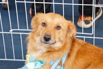 Parque Max Feffer recebe evento presencial do ‘Baby, me Leva!’ neste domingo