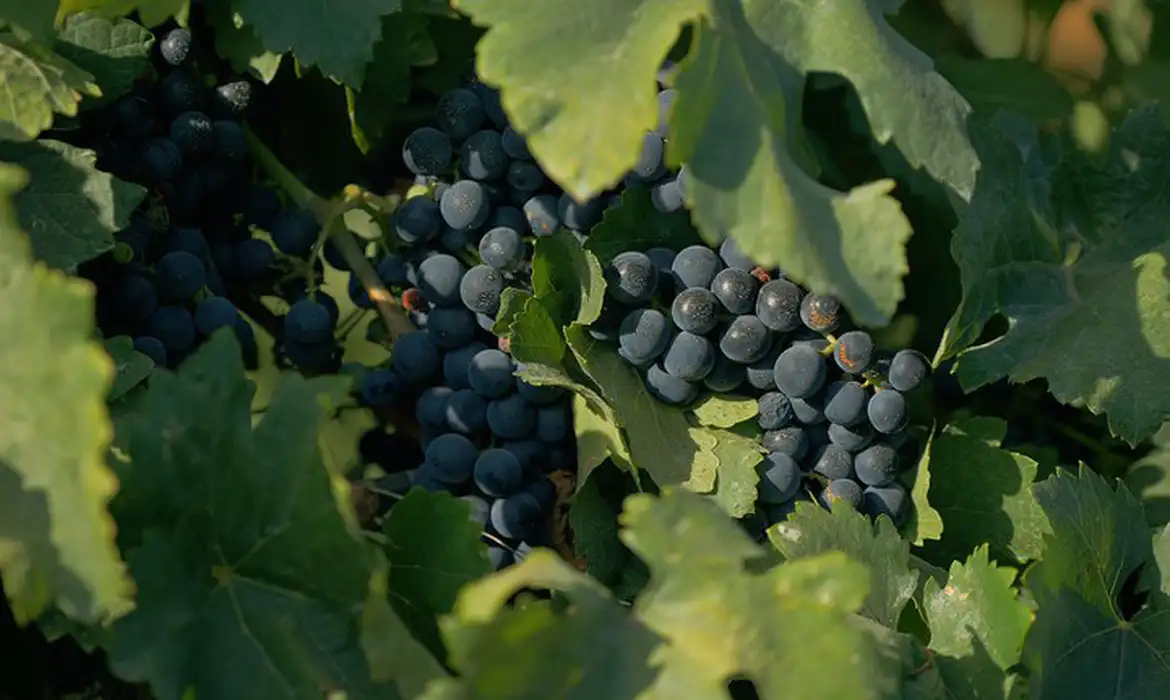 Documentário sobre cultura vinícola no país tem exibição na TV Brasil