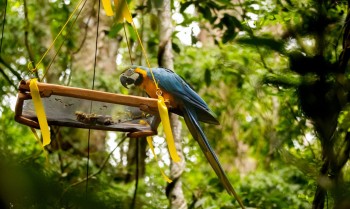 Parque Nacional da Tijuca recebe primeira soltura de araras-canindés