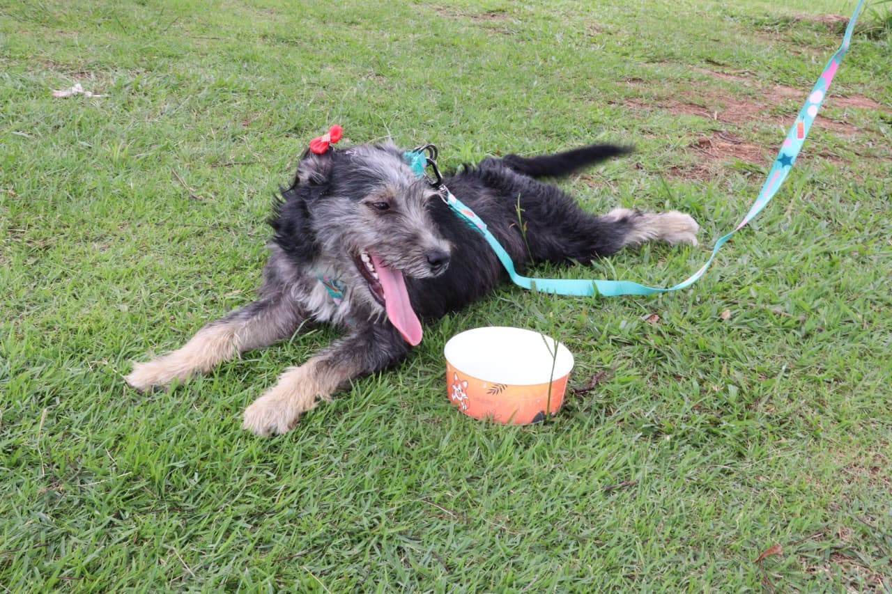 'Baby, me Leva!' viabiliza adoção de 19 animais no último domingo