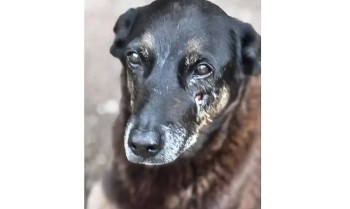 Caso Orelha: o que se sabe sobre até agora sobre a morte do cão em SC