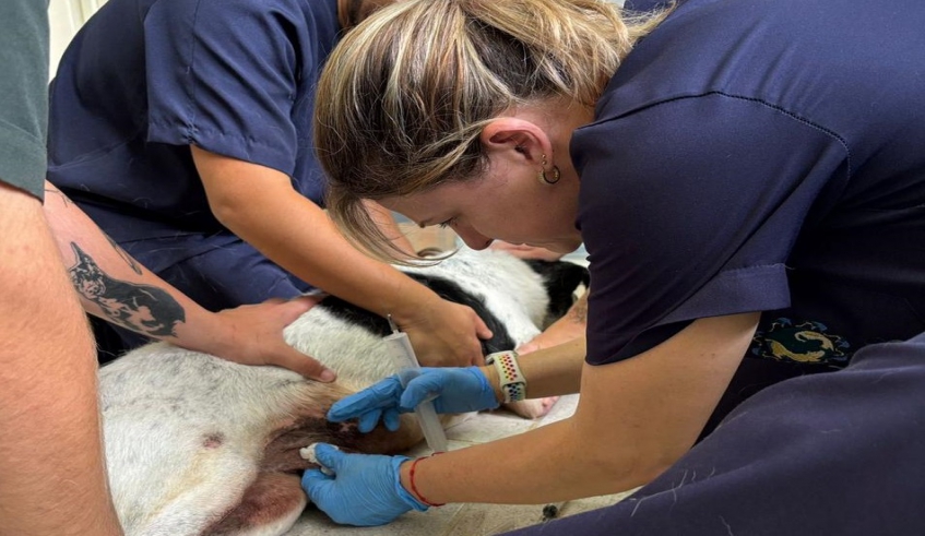 Núcleo de Bem-Estar Animal passa a oferecer ozonioterapia 
