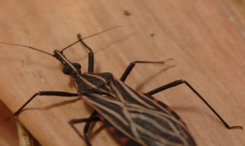 Ananindeua, no Pará, tem surto de casos da doença de Chagas