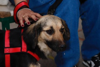 Mutirão de castração na região norte convoca tutores para atendimentos hoje