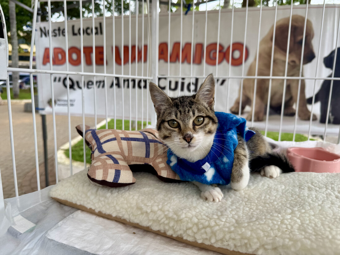 Itaquá orienta tutores sobre cuidados com pets durante o calor intenso