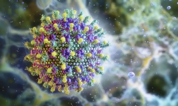 OMS afirma que risco do vírus Nipah é baixo na Índia, sem propagação