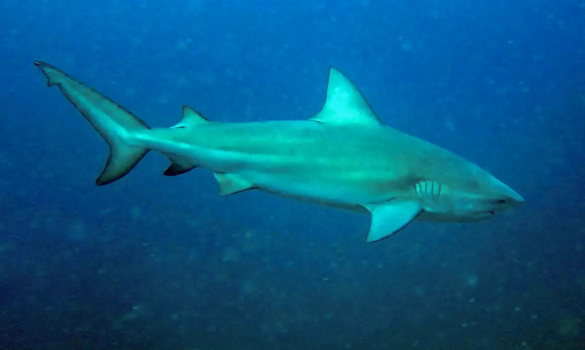 Tubarão-cabeça-chata é provável espécie que atacou garoto em Olinda