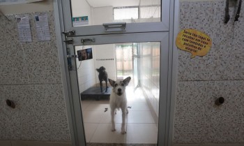 Justiça condena lojista a 5 anos de reclusão por maus-tratos a cães