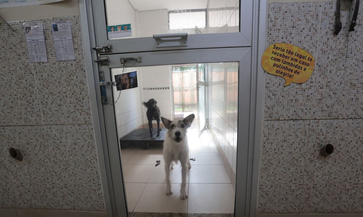 Justiça condena lojista a 5 anos de reclusão por maus-tratos a cães