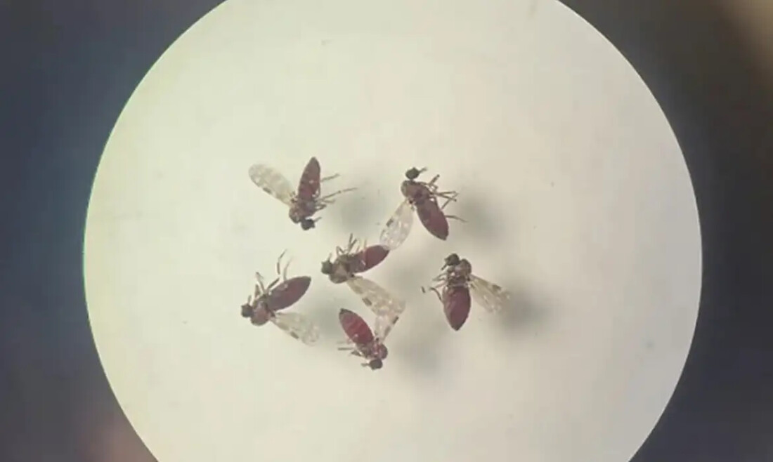 Estudo explica diferença de sintomas entre febre do Oropouche e dengue