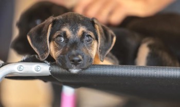 Convívio com animais e ações educativas ensinam a combater violência