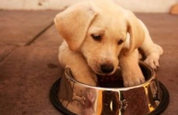 No feriado, veja os cuidados para viajar com seu animal de estimação