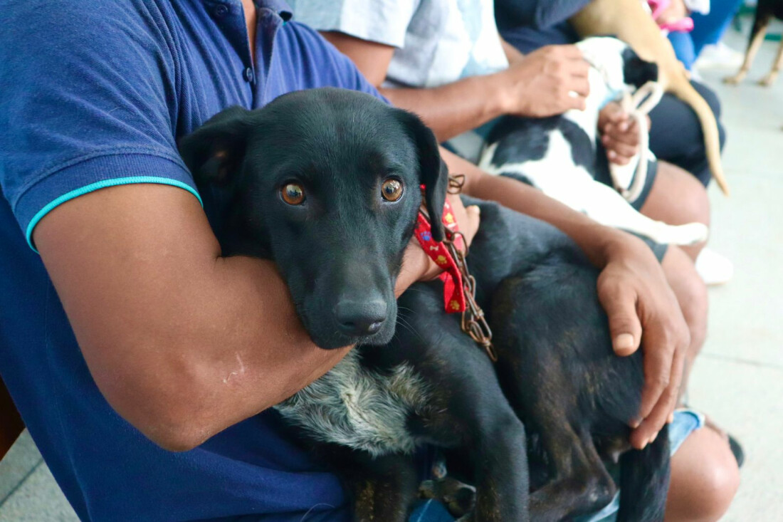 Primeiro mutirão de castração do ano promove 150 procedimentos no Jardim Europa