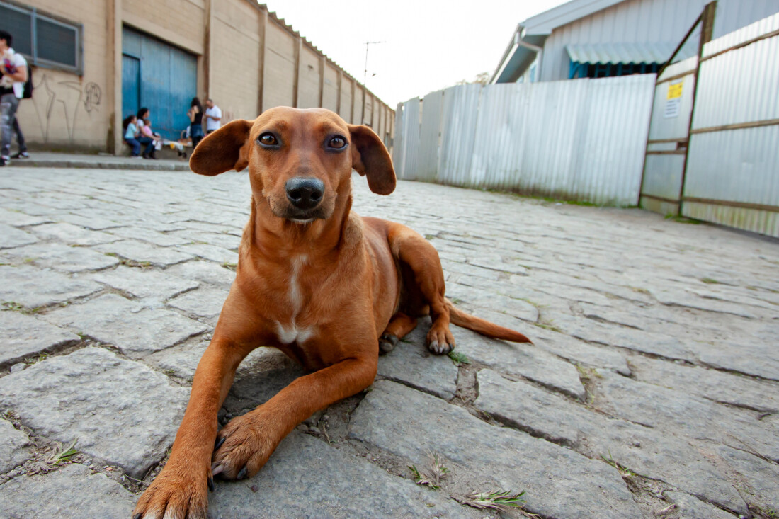 São Paulo tem serviço online para denunciar maus-tratos contra animais