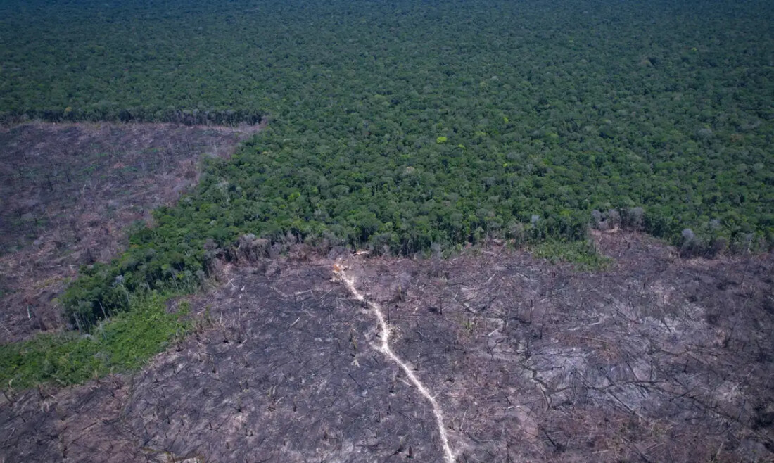 Amazônia Legal: desmatamento prevalece em torno de áreas protegidas