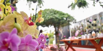 Viveiro Municipal inaugura orquidário