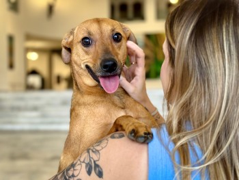 Governo de SP sanciona lei que autoriza o sepultamento de cães e gatos em jazigos familiares