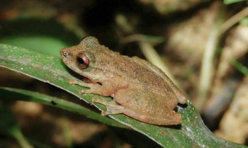 Nova espécie de perereca é descoberta no Cerrado mineiro