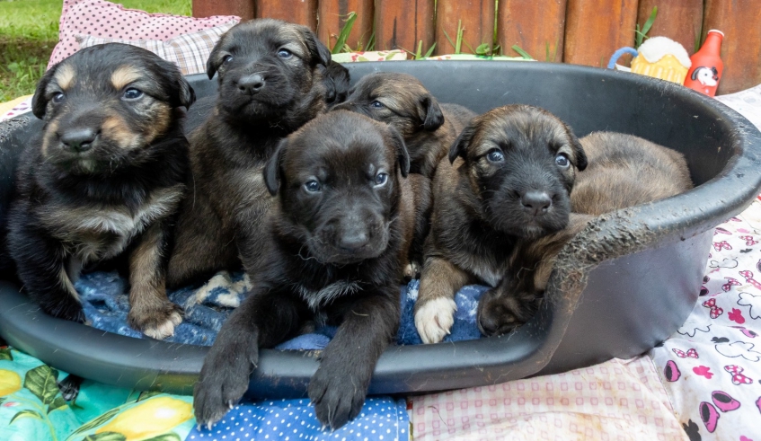 Núcleo de Bem-Estar Animal tem filhotes com 1 mês de vida para adoção
