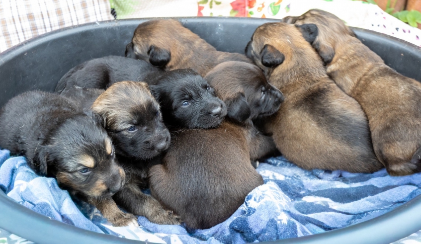 Feira de Adoção Baby Pet só com filhotes será realizada neste domingo (22), no Mercado do Produtor