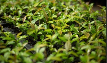 Mata Atlântica: de bioma devastado a exemplo de restauração florestal