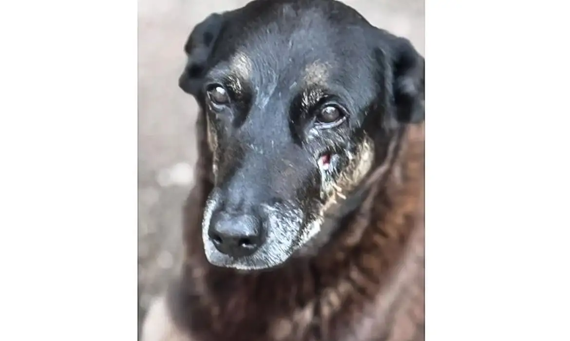 Soldado da PM depõe por ter matado cachorro comunitário em São Paulo